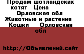 Продам шотландских котят › Цена ­ 1 500 - Орловская обл. Животные и растения » Кошки   . Орловская обл.